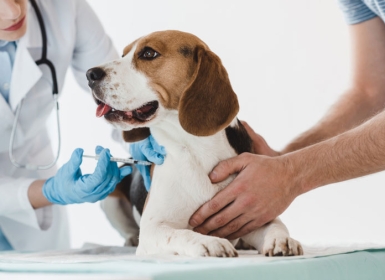 Chó cần tiêm những vacxin nào?