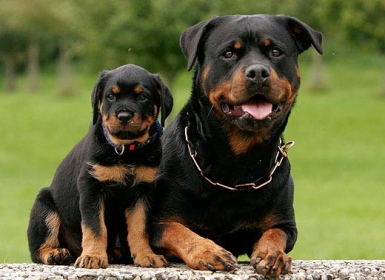 Huấn luyện chó Rottweiler bạn cần biết