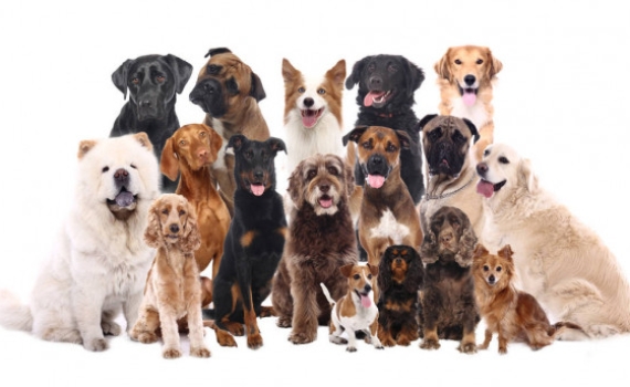 Dịch vụ chăm sóc, gửi nuôi các loại chó ngày lễ Tết năm 2021